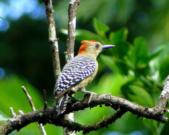 Photo (15): Red-crowned Woodpecker