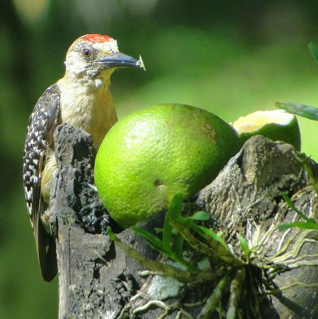 Photo (16): Red-crowned Woodpecker