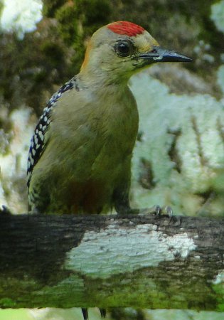 Photo (7): Red-crowned Woodpecker