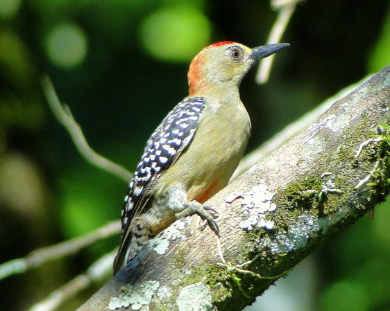 Photo (17): Red-crowned Woodpecker