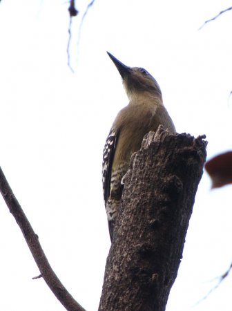 Photo (6): Red-crowned Woodpecker