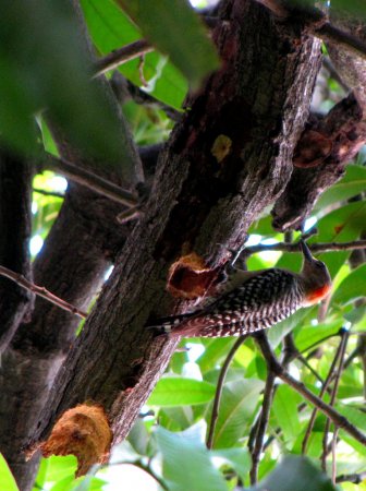 Photo (1): Red-crowned Woodpecker