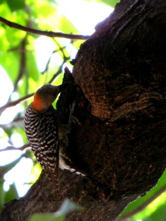 Photo (11): Red-crowned Woodpecker