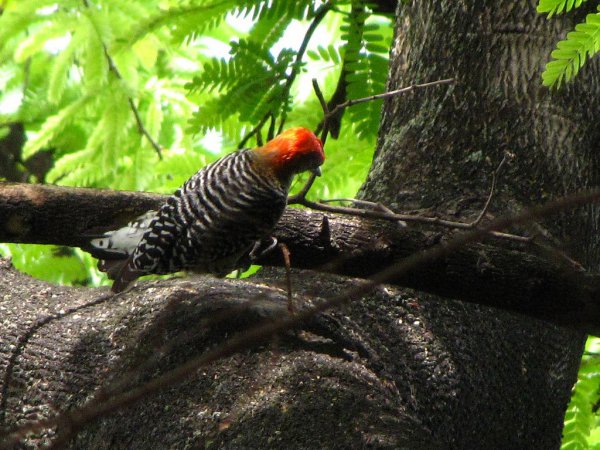 Photo (5): Red-crowned Woodpecker