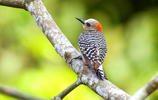 Photo (12): Red-crowned Woodpecker