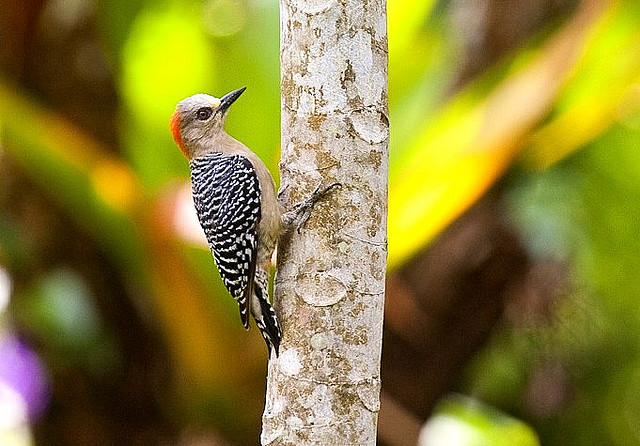Photo (10): Red-crowned Woodpecker