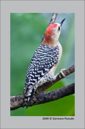 Photo (2): Red-crowned Woodpecker