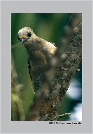 Photo (18): Red-crowned Woodpecker