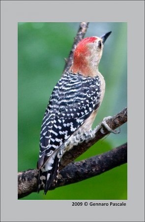 Photo (13): Red-crowned Woodpecker