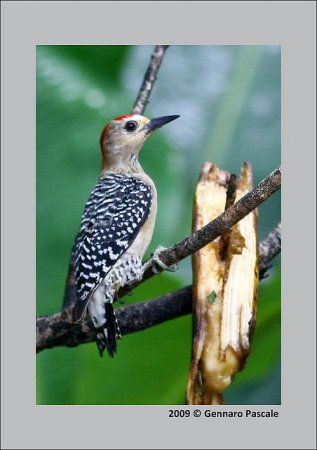 Photo (9): Red-crowned Woodpecker