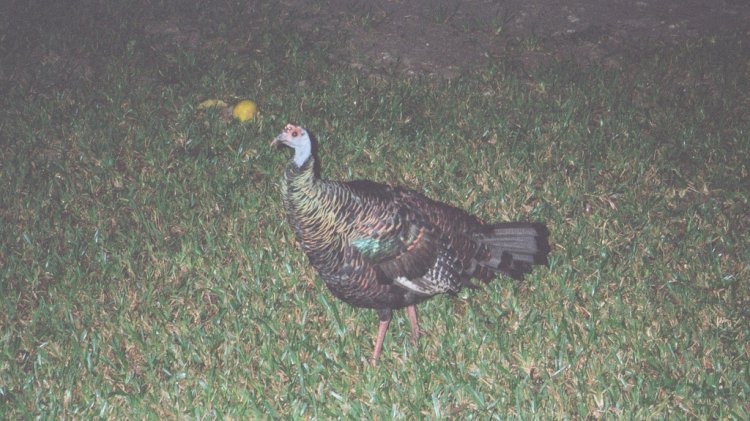 Photo (9): Ocellated Turkey