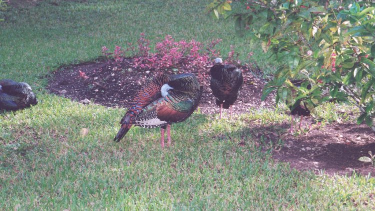 Photo (10): Ocellated Turkey