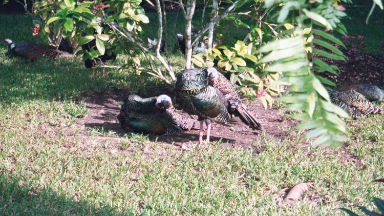 Photo (12): Ocellated Turkey