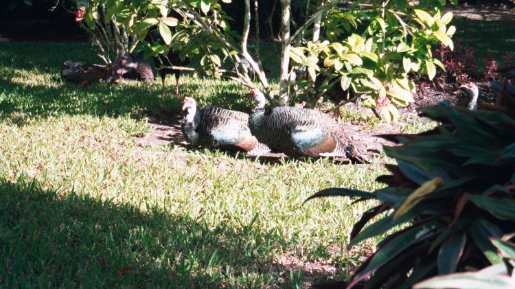 Photo (11): Ocellated Turkey