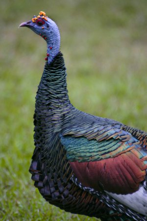 Photo (2): Ocellated Turkey