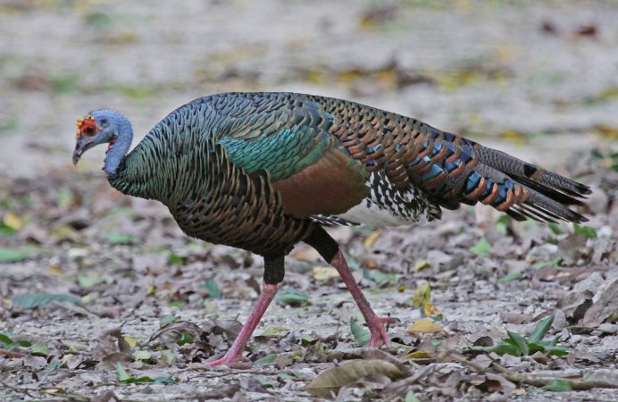 Photo (4): Ocellated Turkey