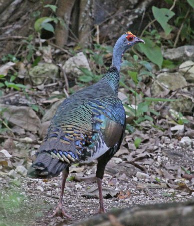 Photo (5): Ocellated Turkey
