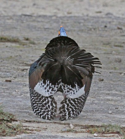 Photo (6): Ocellated Turkey