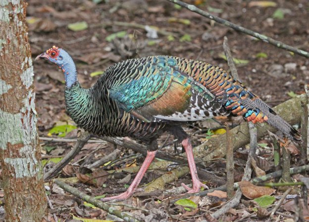 Photo (3): Ocellated Turkey