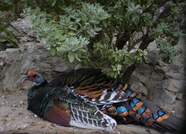 Photo (8): Ocellated Turkey