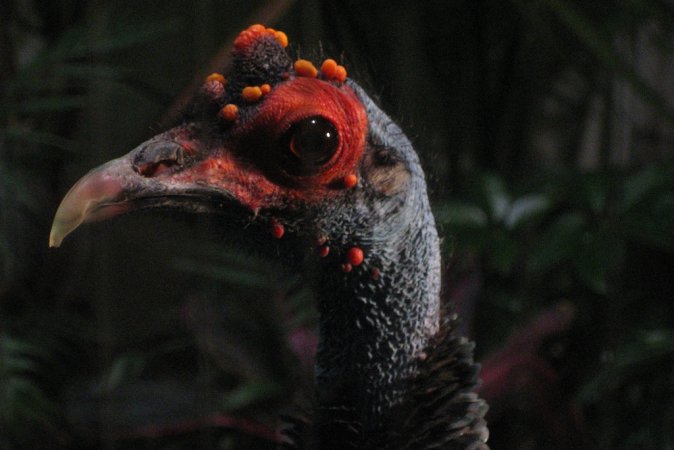 Photo (7): Ocellated Turkey