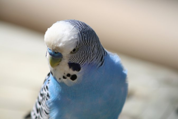 Photo (4): Budgerigar