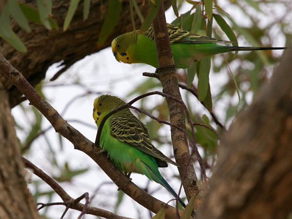 Photo (2): Budgerigar