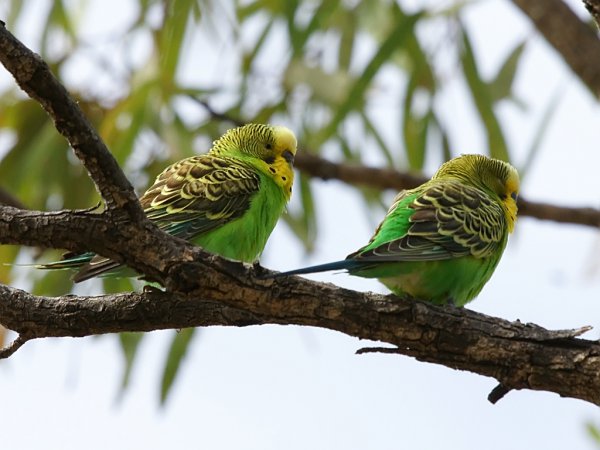 Photo (1): Budgerigar