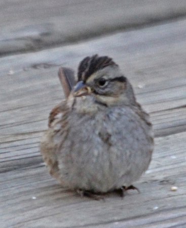 Photo (19): Swamp Sparrow