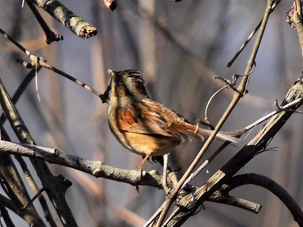 Photo (18): Swamp Sparrow