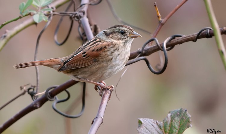 Photo (15): Swamp Sparrow