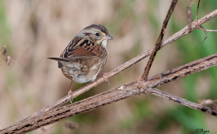 Photo (16): Swamp Sparrow