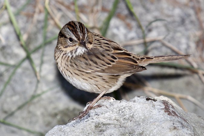 Photo (2): Lincoln's Sparrow