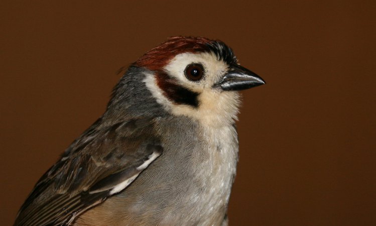 Photo (1): Prevost's Ground-Sparrow