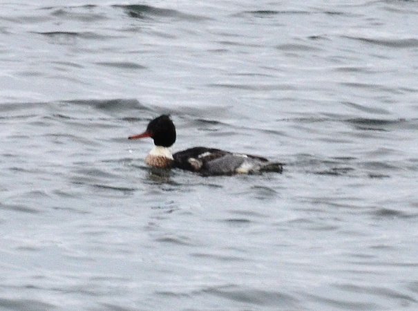 Photo (9): Red-breasted Merganser