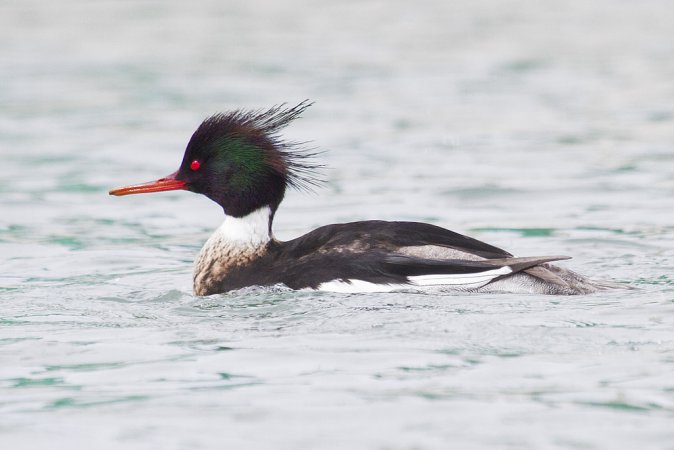 Photo (13): Red-breasted Merganser