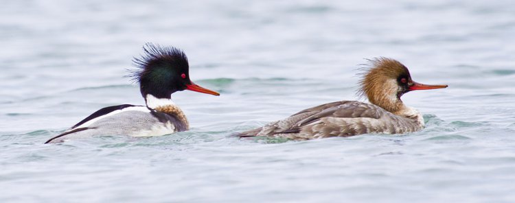 Photo (20): Red-breasted Merganser
