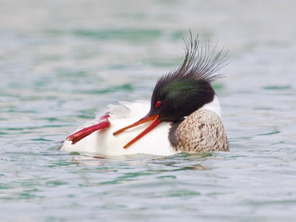 Photo (15): Red-breasted Merganser