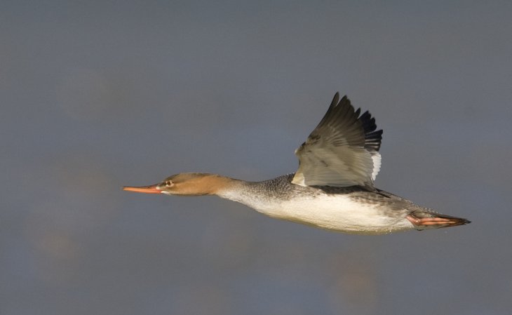 Photo (18): Red-breasted Merganser