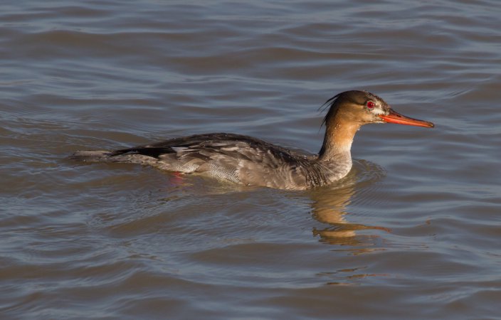 Photo (16): Red-breasted Merganser