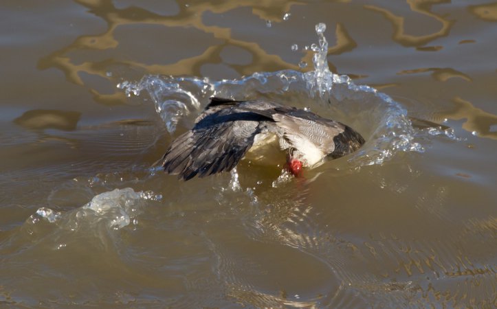 Photo (11): Red-breasted Merganser