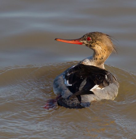 Photo (22): Red-breasted Merganser