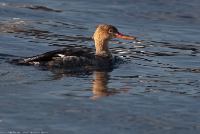 Photo (19): Red-breasted Merganser