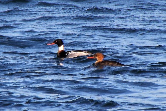 Photo (21): Red-breasted Merganser