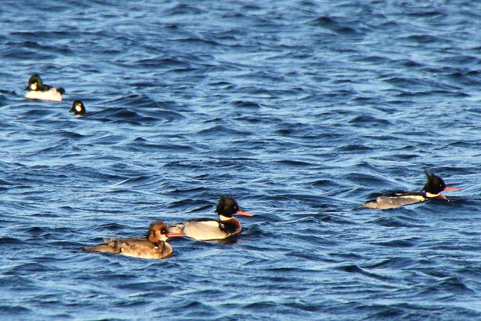 Photo (12): Red-breasted Merganser