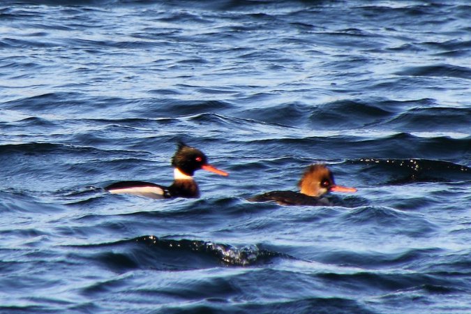 Photo (10): Red-breasted Merganser
