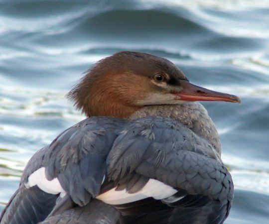 Photo (14): Red-breasted Merganser