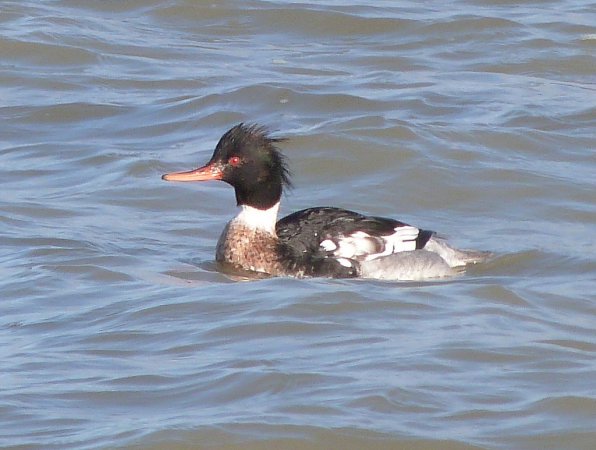 Photo (17): Red-breasted Merganser