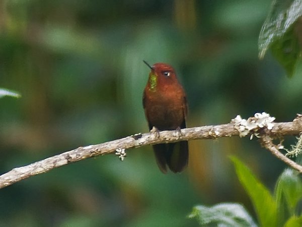 Photo (1): Coppery Metaltail