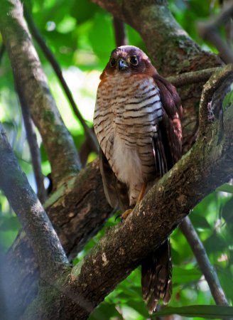 Photo (3): Barred Forest-Falcon